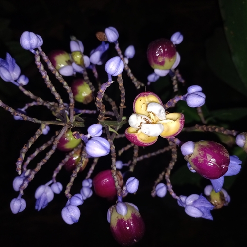 Dichorisandra thyrsiflora