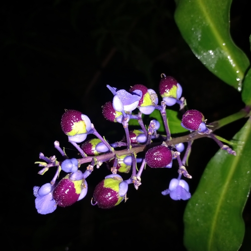 Dichorisandra thyrsiflora