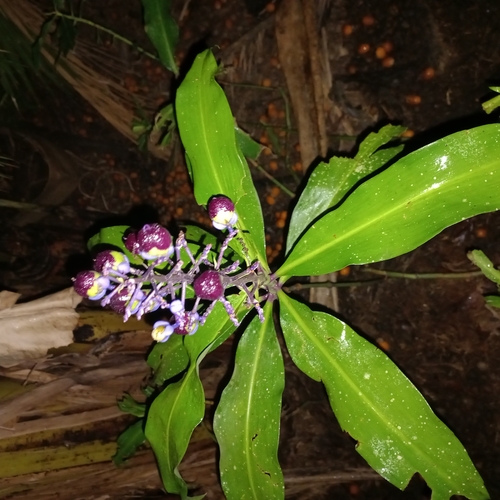 Dichorisandra thyrsiflora