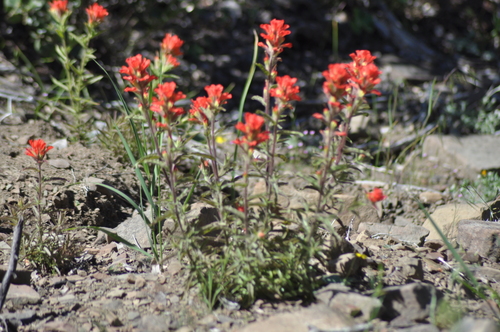 iNaturalist observation photo of wavyleaf paintbrush