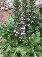 Acanthus