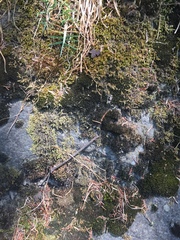 Thuidium peruvianum