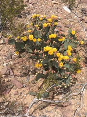 Opuntia macrocentra