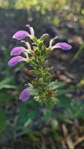 Anisomeles moschata (Anisomeles moschata)