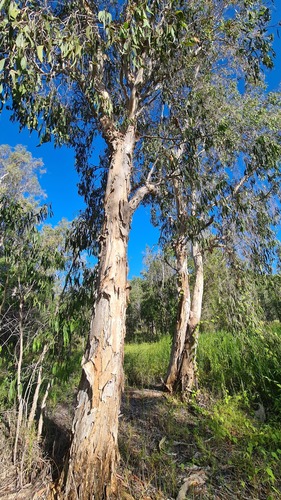 Melaleuca leucadendra