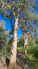 Melaleuca leucadendra