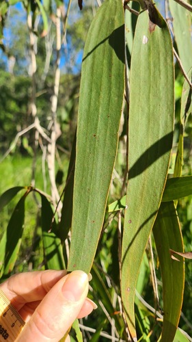 Melaleuca leucadendra