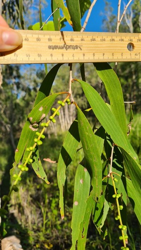 Melaleuca leucadendra