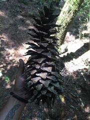 Pinus ayacahuite
