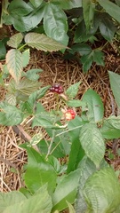 Rubus floribundus