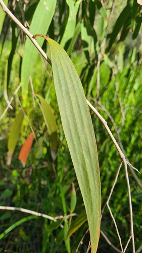 Melaleuca leucadendra
