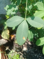 Crotalaria longirostrata