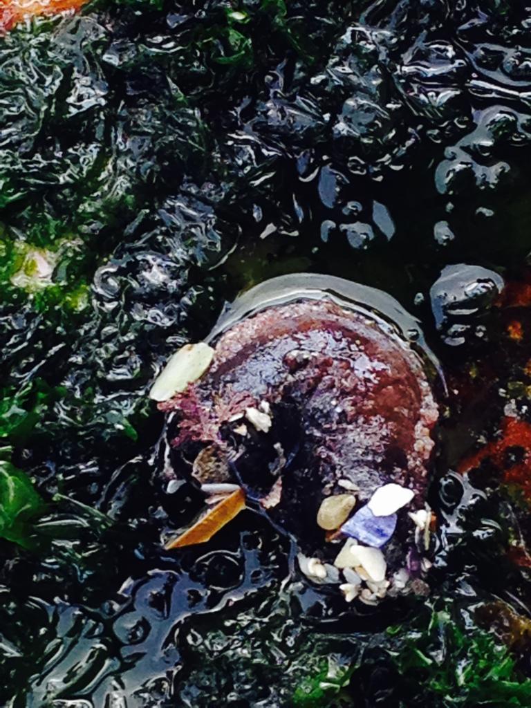 Horseshoe Sea Cucumber