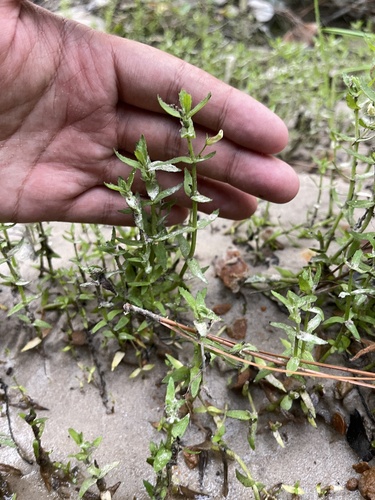 Sticky hedgehyssop (Gratiola brevifolia)