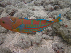 Thalassoma trilobatum