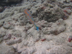 Thalassoma trilobatum
