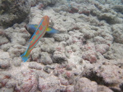 Thalassoma trilobatum