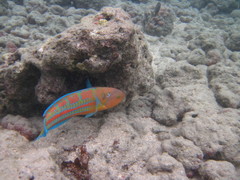 Thalassoma trilobatum