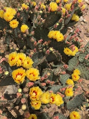 Opuntia macrocentra