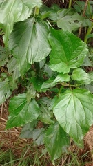 Smallanthus pyramidalis