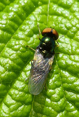 Microchrysa polita