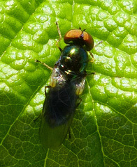 Microchrysa polita