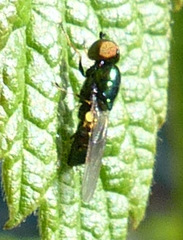 Microchrysa polita