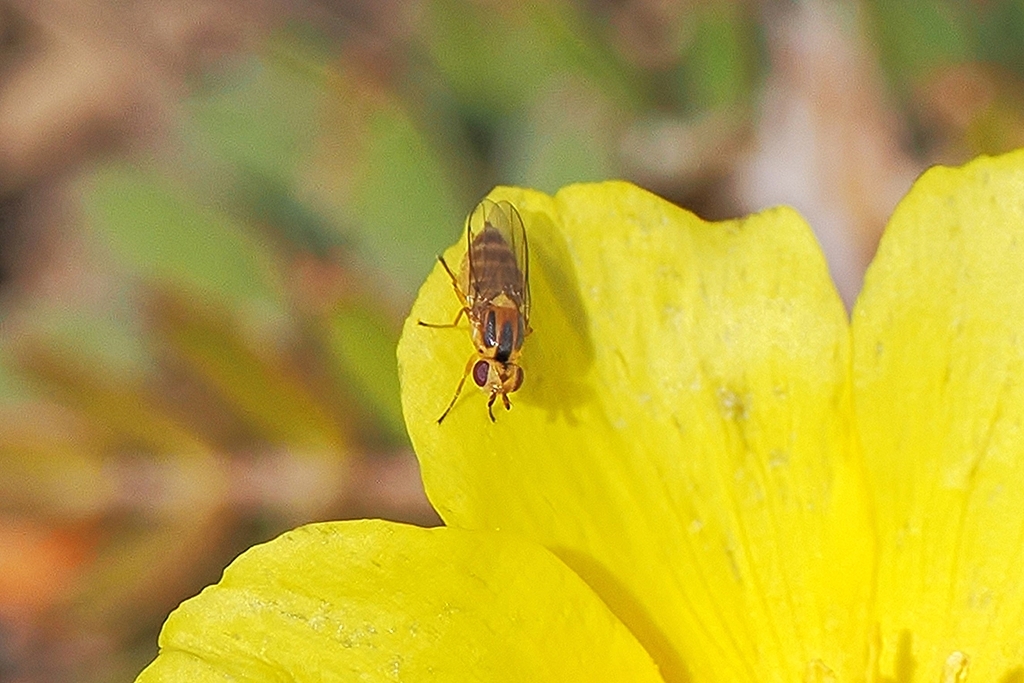 Chlorops Rufinus Chlorops from Snook Islands Natural Area, 100 N. Golfview Rd, Lake ...