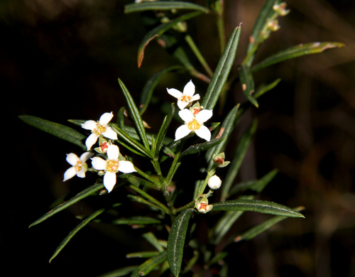 Zieria laxiflora (Benth.) Domin