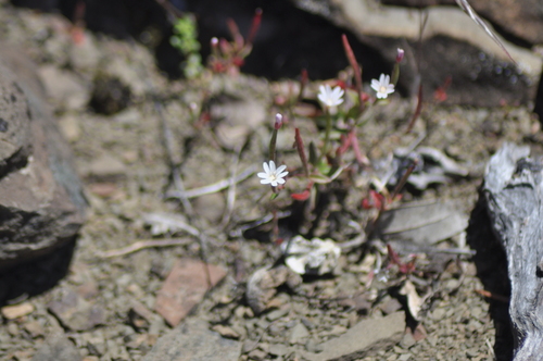 iNaturalist observation photo of little willowherb