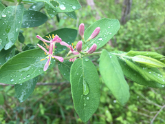 Lonicera