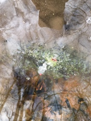 Lithobates sylvaticus