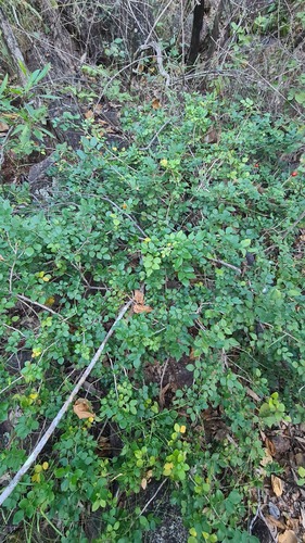 Murraya lucida (Murraya lucida)