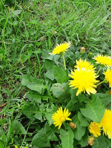 Taraxacum platycarpum