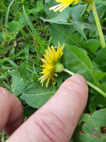Taraxacum platycarpum, photograph 1
