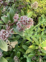 Olearia avicenniifolia
