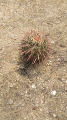 Ferocactus recurvus