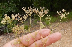 Spermolepis echinata