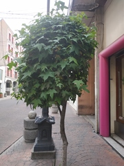 Liquidambar styraciflua