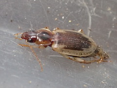 Tanystoma maculicolle