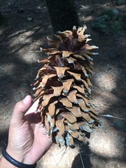 Pinus ayacahuite