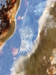 Anthopleura michaelseni