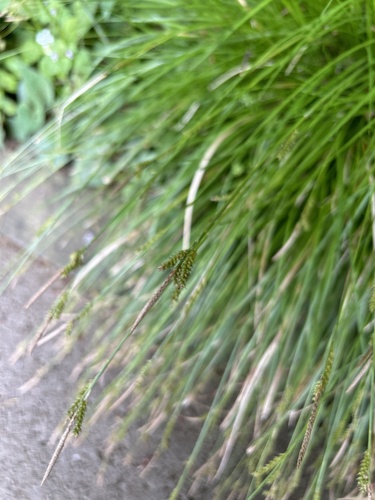 Carex stenostachys iNat (1)