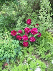 Paeonia × suffruticosa