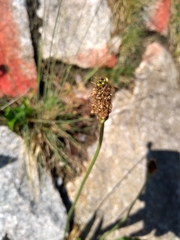 Plantago lanceolata