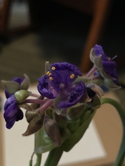 Tradescantia gigantea