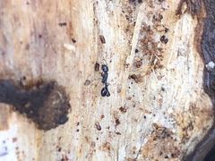 Temnothorax longispinosus