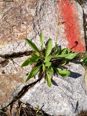 Plantago lanceolata