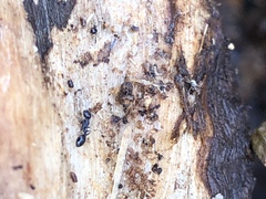 Temnothorax longispinosus