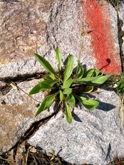 Plantago lanceolata